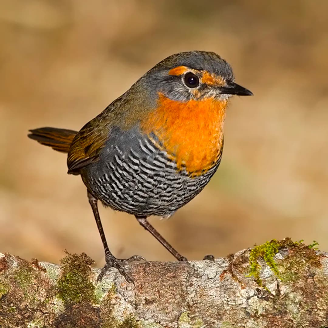 Chucao (Scelorchilus rubecula) - Pájaro endémico de Chile